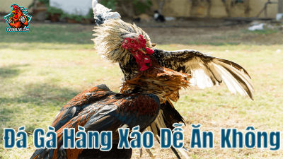 Đá gà hàng xáo - Cùng tìm hiểu về bí kíp chơi cực chất